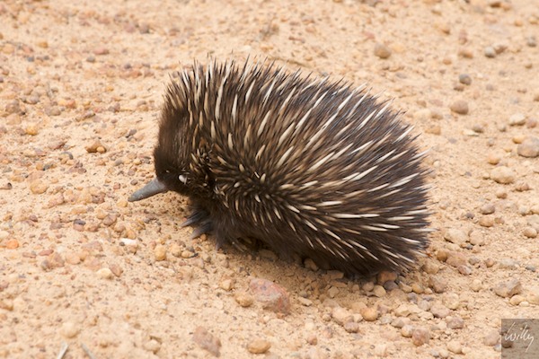 AustraliaEast 10  168